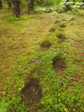 Brown Bear Tracks in Soft Earth in a Woodland Setting