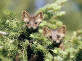 A Pair of Captive Pine Martins Stand on a Tree Branch