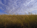 A Grassland Scene in Victoria