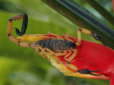 A Scorpion  Native to Costa Rica  Perched on a Red Leaf
