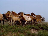 Chincoteague Ponies Run Along the Shoreline