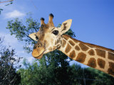 Close View of a Giraffe Looking Down into the Camera