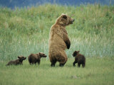 An Alaskan Brown Bear Stands up to Look out for Any Danger to Her Three Cubs