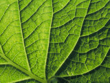 Close View of a Leaf