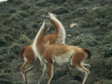 A Pair of Guanacos Strike a Dance-Like Pose