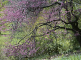 View of a Blooming Redbud Tree