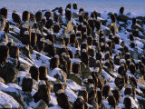 A Group of Bald Eagles Bask on a Breakwater in Homer