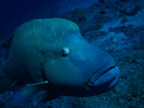 A Close View of a Napoleon Wrasse (Cheilinus Undulatus)