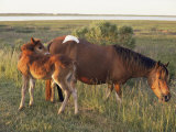 Chincoteague Mare with Foal