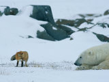 A Red Fox and a Polar Bear Eye Each Other Cautiously on the Hudson Bay Coast