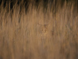 A Bobcat Hides in the Overgrowth