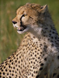 Close View of a Cheetah