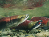 Hook-Jawed and Determined  a Male Sockeye Salmon in the Upper Kennedy River