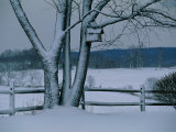 Snow Blankets a Tree and Birdhouse