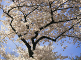Cherry Trees Blooming in Spring in the Nations Capital