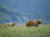 A Juvenile Alaskan Brown Bear Follows its Mother