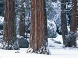 Redwood Trees Dusted with Snow in Yosemite National Park