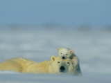 A Polar Bear Cub (Ursus Maritimus) Finds a Peaceful Sleeping Spot on its Mothers Head