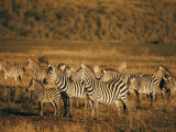 Zebras Herd in the Ngorongoro Crater