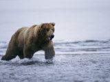 An Alaskan Brown Bear Walks Through the Water