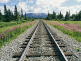 Alaska Railroad Tracks Lined on Either Side by Pink Fireweed