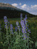 Close View of a Larkspur Flower  Delphinium Species