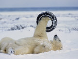 A Polar Bear Plays with an Old Tire