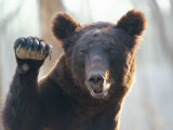 A Bear Waves at the Camera