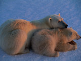 A Polar Bear Rests with Her Young Cub