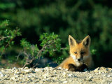 Red Fox (Vulpes Vulpes) Juvenile  Boreal Forest  Manitoba  Canada