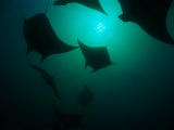 Manta Rays (Manta Birostris)