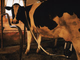 Dairy Cow Being Milked