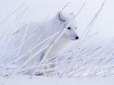 An Arctic Fox Almost Blends into the Snow