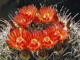 Barrel Cactus in Bloom
