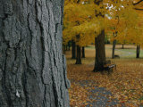 Park Benches under Autumn Foliage