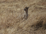 A Camouflaged Cheetah Sits Alone in a Field of Tall Grass in Serengeti National Park