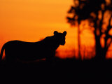 Silhouette of a Lioness from the Central Pride