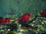 Red Salmon Look for the Perfect Place to Lay Eggs