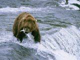 Grizzly Bear (Ursus Arctos) Fishing at Brook Falls  Katmai National Park  Alaska