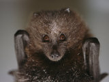 Close View of a Rare Rodrigues Fruit Bat