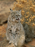 A Bobcat