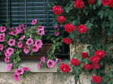 Close View of Corner of Window with Petunia Flower Box and Red Roses