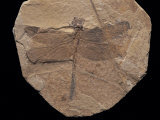 Dragonfly Fossil Discovered at Sihetun  China