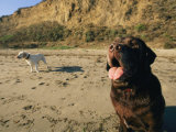 Two Dogs Take a Breather on the Beach