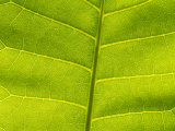 A Close View of the Leaf of the Rare Hawaiian Plum