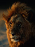 Close View of a Male Lion (Panthera Leo)