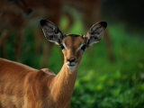 A Young Impala Stares at the Camera
