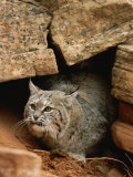 A Bobcat Pokes out from its Alcove in a Controlled Condition Setting