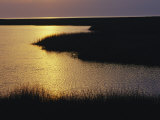 Twilight on a Marsh with Aquatic Grasses