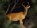 A Buck Stands on the Alert